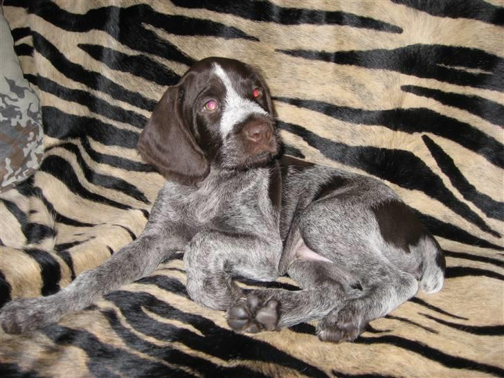 Ruhåret hønsehund Walder billede 1