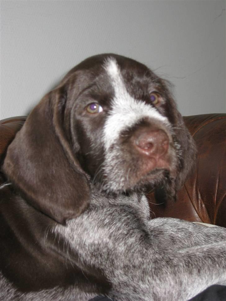 Ruhåret hønsehund Walder billede 2