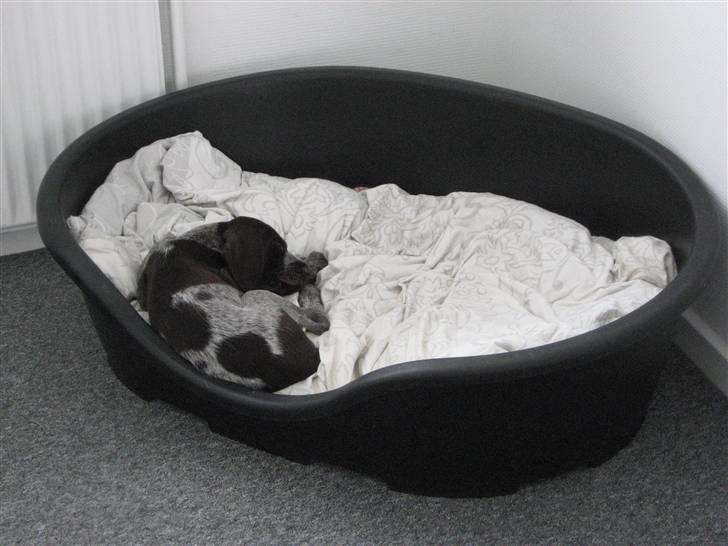 Ruhåret hønsehund Walder billede 3