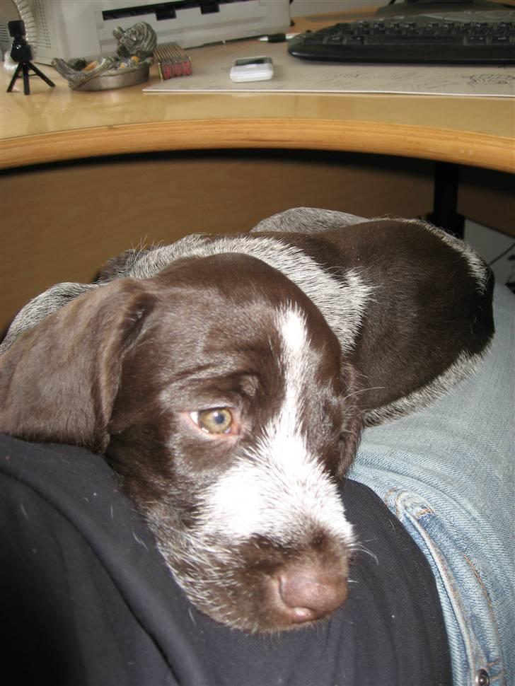 Ruhåret hønsehund Walder billede 4