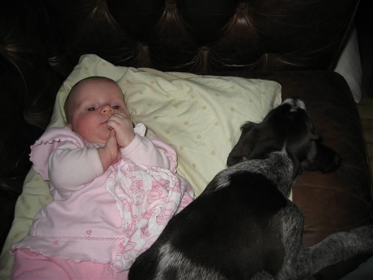 Ruhåret hønsehund Walder billede 5