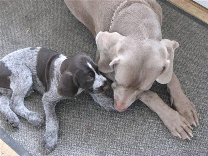 Ruhåret hønsehund Walder billede 6