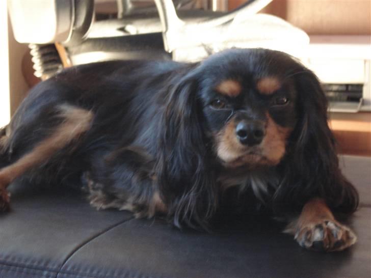 Cavalier king charles spaniel Tyson billede 1