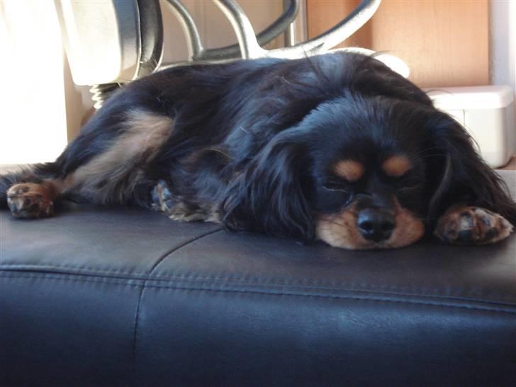 Cavalier king charles spaniel Tyson billede 2