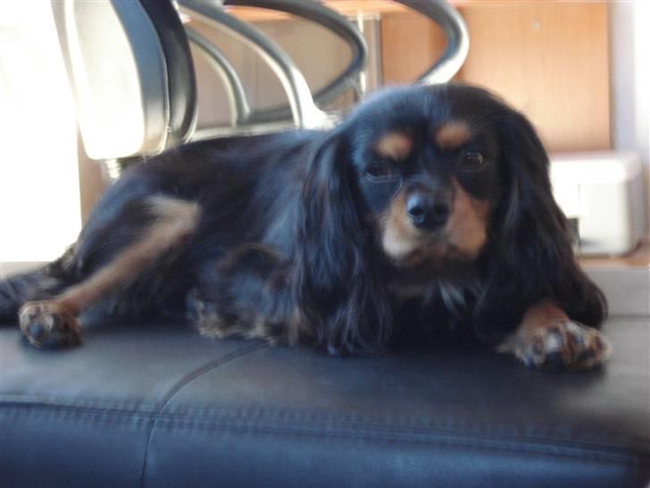 Cavalier king charles spaniel Tyson billede 3