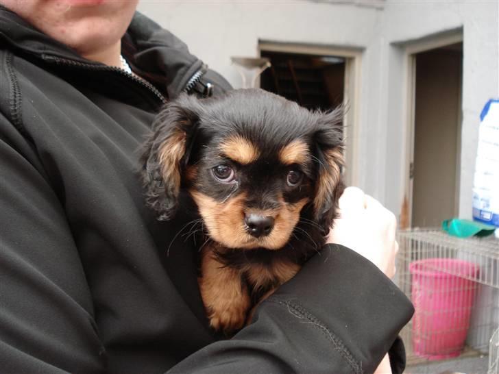 Cavalier king charles spaniel Tyson billede 4