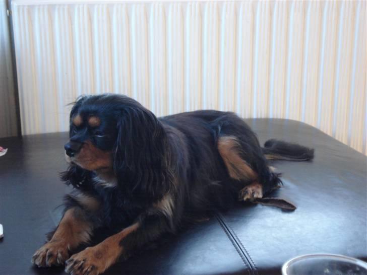 Cavalier king charles spaniel Tyson billede 5