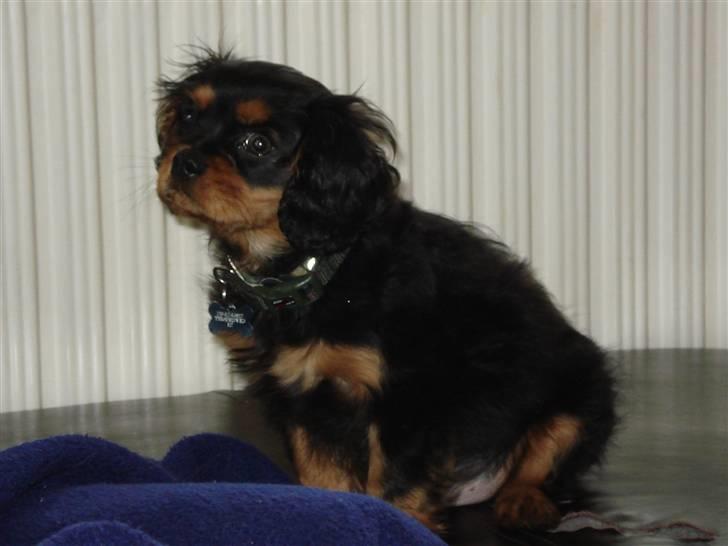 Cavalier king charles spaniel Tyson billede 6