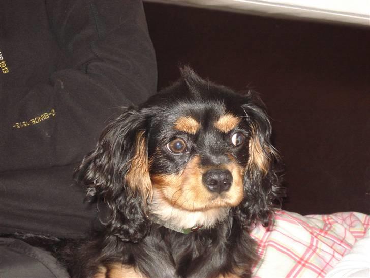 Cavalier king charles spaniel Tyson billede 7