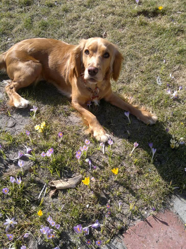 Blanding af racer lady -  velkommen : er klar til at lege med jer...knus lady... nyt billede 29-3.11 billede 1