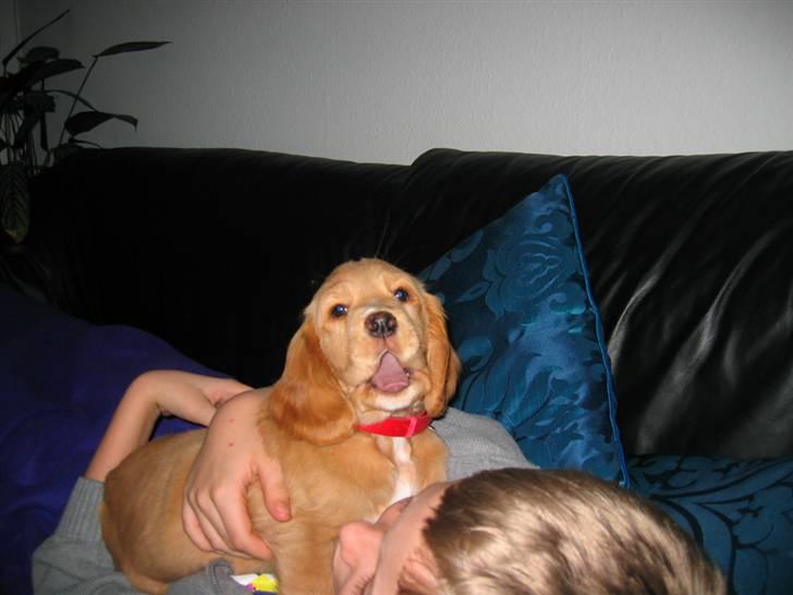 Blanding af racer lady - lørdags hygge i sofaen billede 2