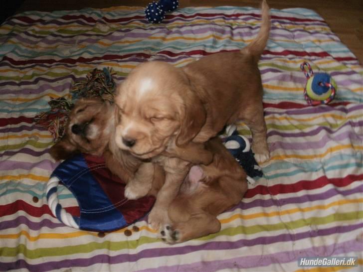 Blanding af racer lady - jeg kan godt klare dig ..ti hi.... billede 3