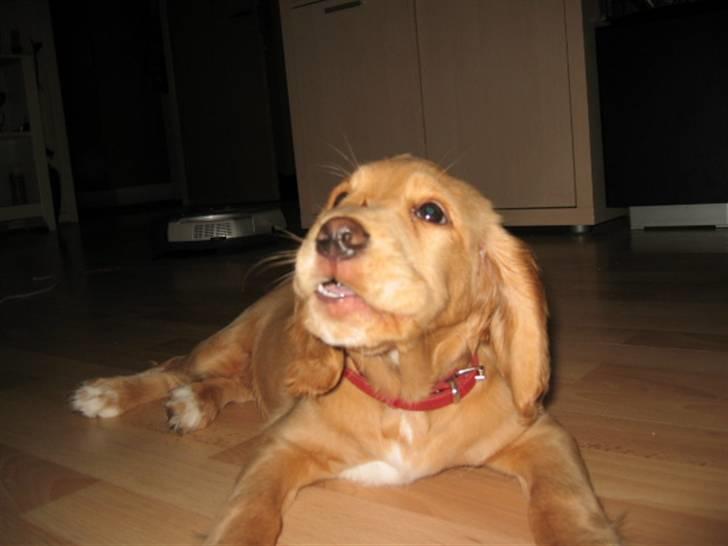 Blanding af racer lady - mor er dum...vuf... billede 4