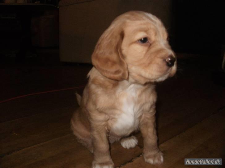 Blanding af racer lady - hva skal vi lege... billede 5