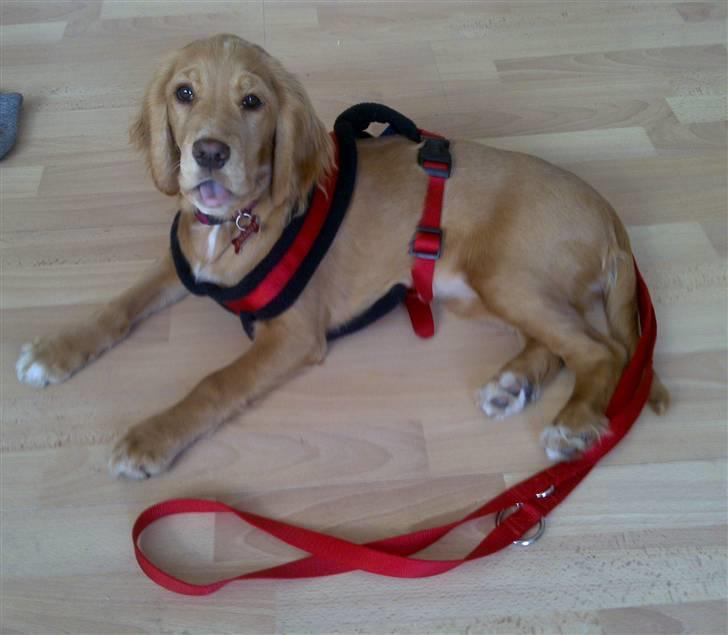 Blanding af racer lady - hejsa 5-5-10 billede 6