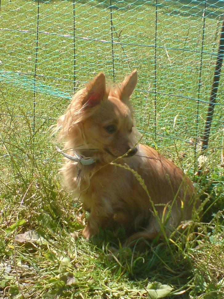 Chihuahua chico billede 1