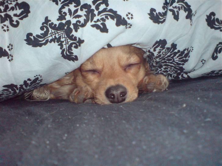 Chihuahua chico billede 3