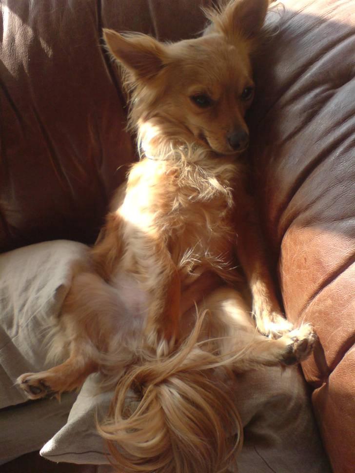 Chihuahua chico billede 4