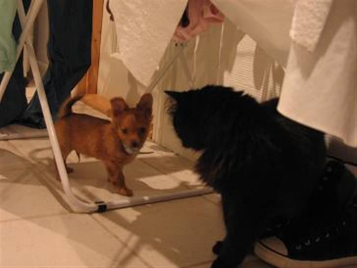 Chihuahua chico billede 5