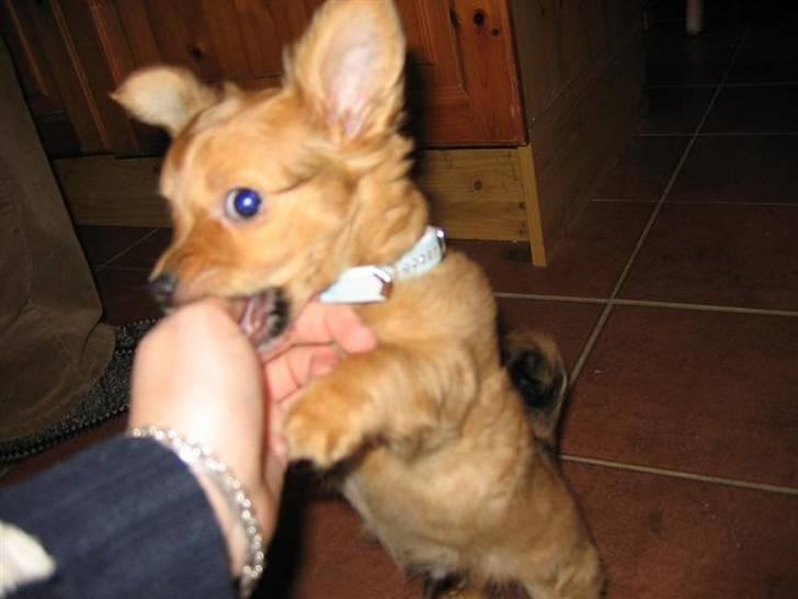 Chihuahua chico billede 6