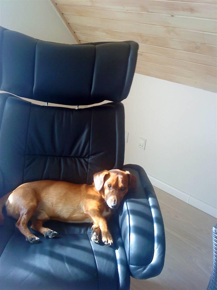 Gravhund Sofus R.I.P<3. - ååhhh jeg ligge lig såå godt og sove :D´ billede 5