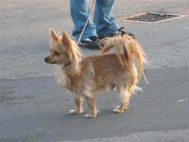 Chihuahua chico billede 7