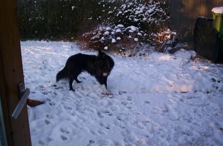 Border collie Vaks<3. - Uuuh der er noget der over? Men hvad det ved jeg ikk? xD billede 4