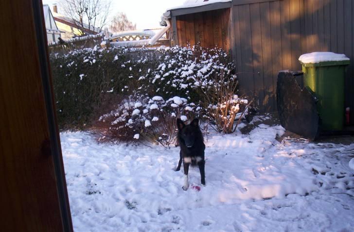 Border collie Vaks<3. - Hallo Er der ingen der gider og komme ud og lege i sne med mig?xD billede 5