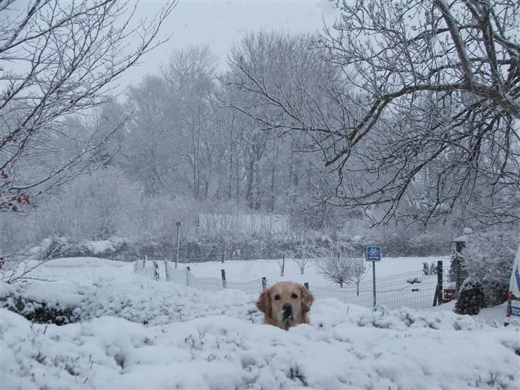 Golden retriever laika. billede 2