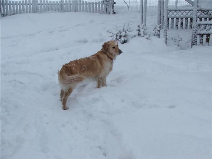 Golden retriever laika. billede 4