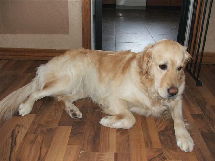 Golden retriever laika. billede 5