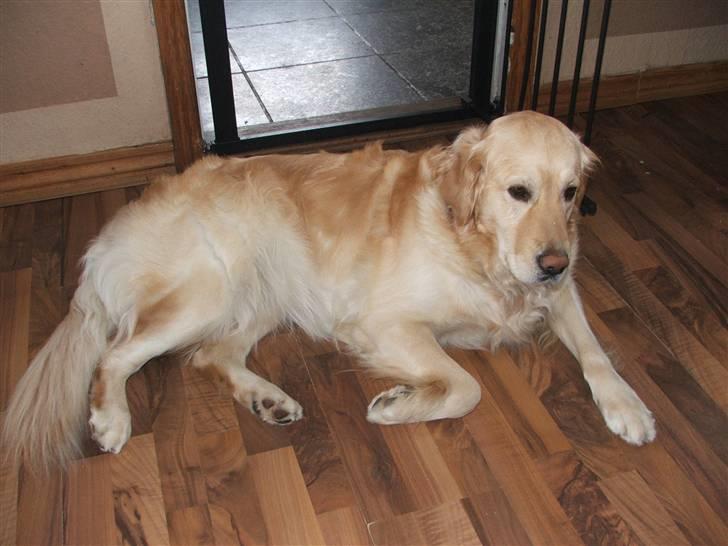 Golden retriever laika. billede 6