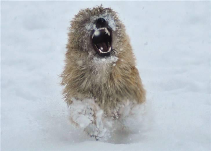 Cairn terrier Santiago, Malle billede 1