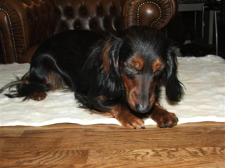 Gravhund STEFFI. billede 12