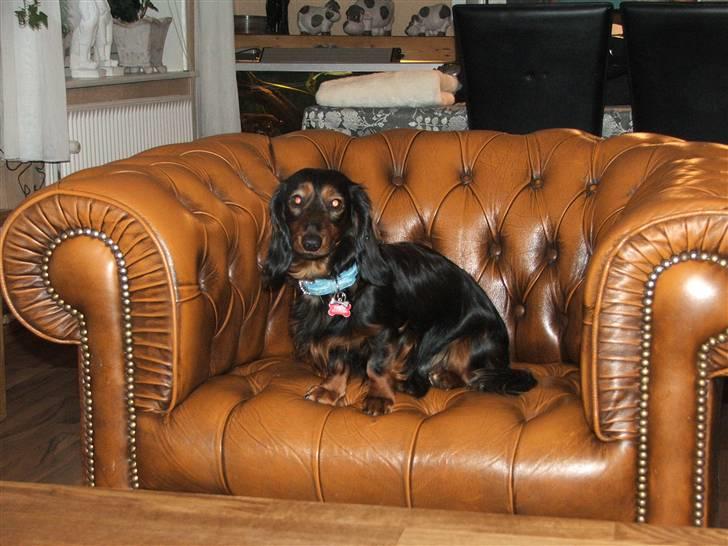 Gravhund STEFFI. billede 13