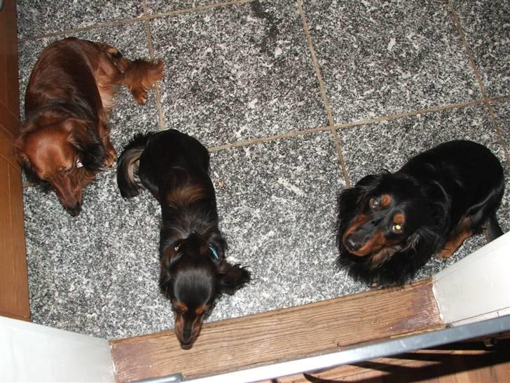 Gravhund STEFFI. billede 14