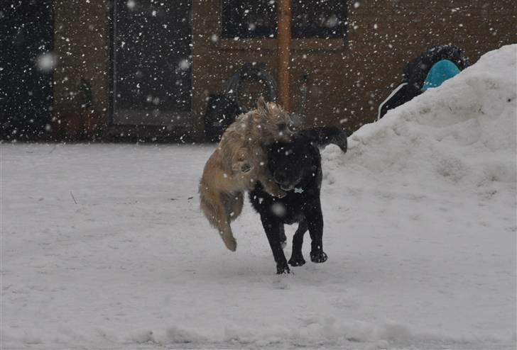 Cairn terrier Santiago, Malle billede 2