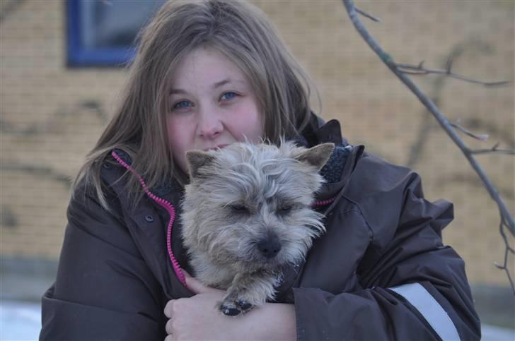 Cairn terrier Santiago, Malle billede 3