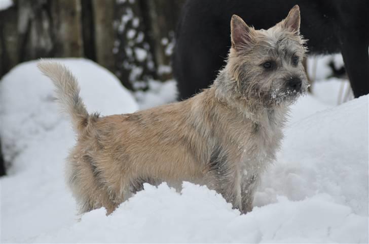 Cairn terrier Santiago, Malle billede 5