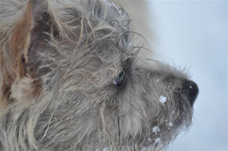 Cairn terrier Santiago, Malle billede 6
