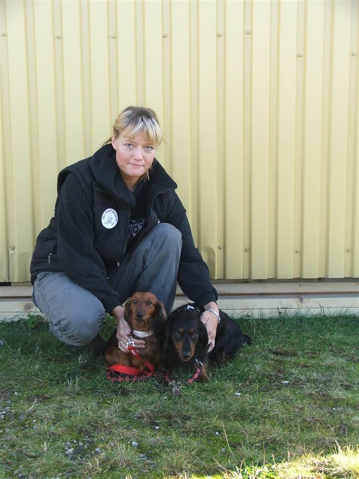 Gravhund magnus - til hundetræning. billede 13