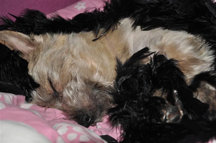 Cairn terrier Santiago, Malle billede 7