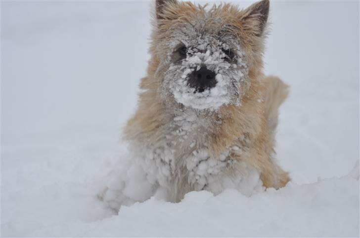Cairn terrier Santiago, Malle billede 8
