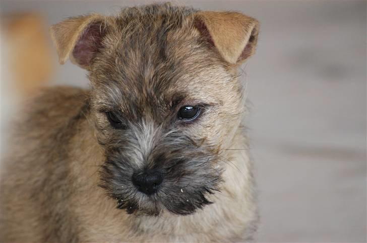 Cairn terrier Santiago, Malle billede 9