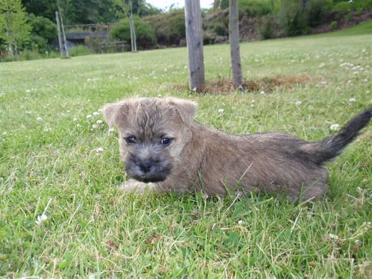 Cairn terrier Santiago, Malle billede 10
