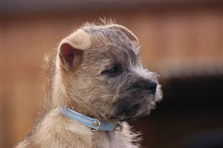 Cairn terrier Santiago, Malle billede 11