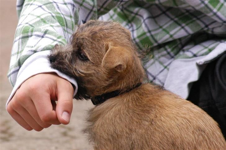 Cairn terrier Santiago, Malle billede 12