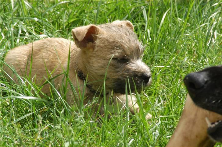Cairn terrier Santiago, Malle billede 13