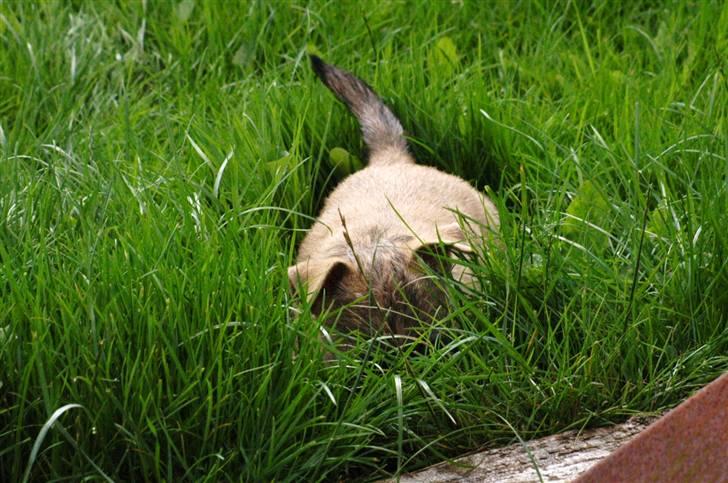 Cairn terrier Santiago, Malle billede 14