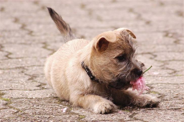 Cairn terrier Santiago, Malle billede 15